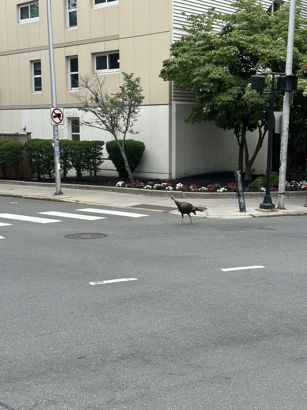 A wild turkey on the street of Cambridge