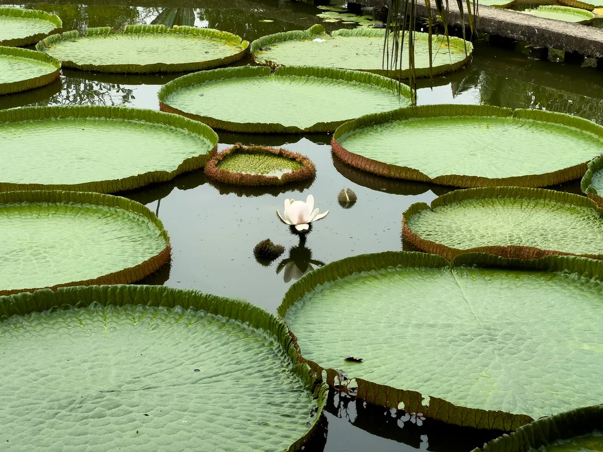 A lotus on a still lake