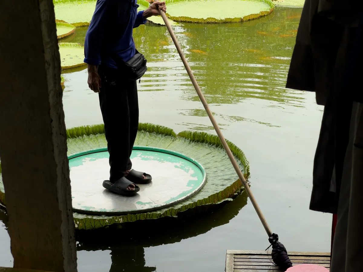 A man standing on a lily pad
