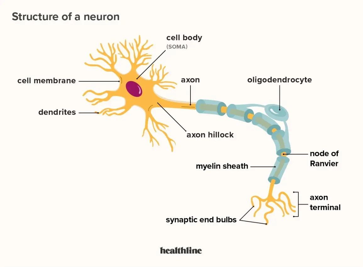 Easy Guide to Neurons