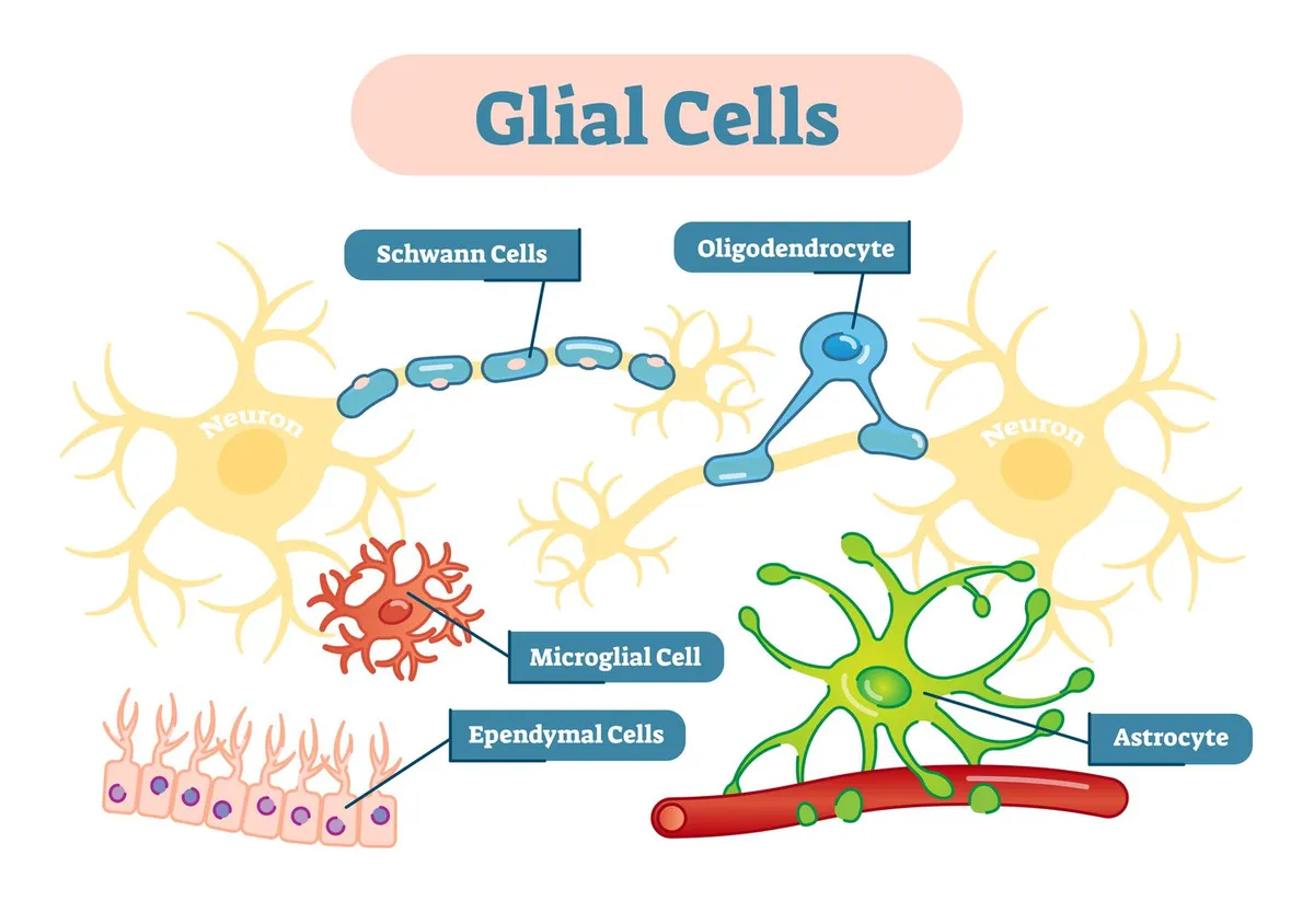 Glial Cells Illustration