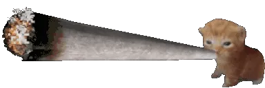 cat smoking fatty j 