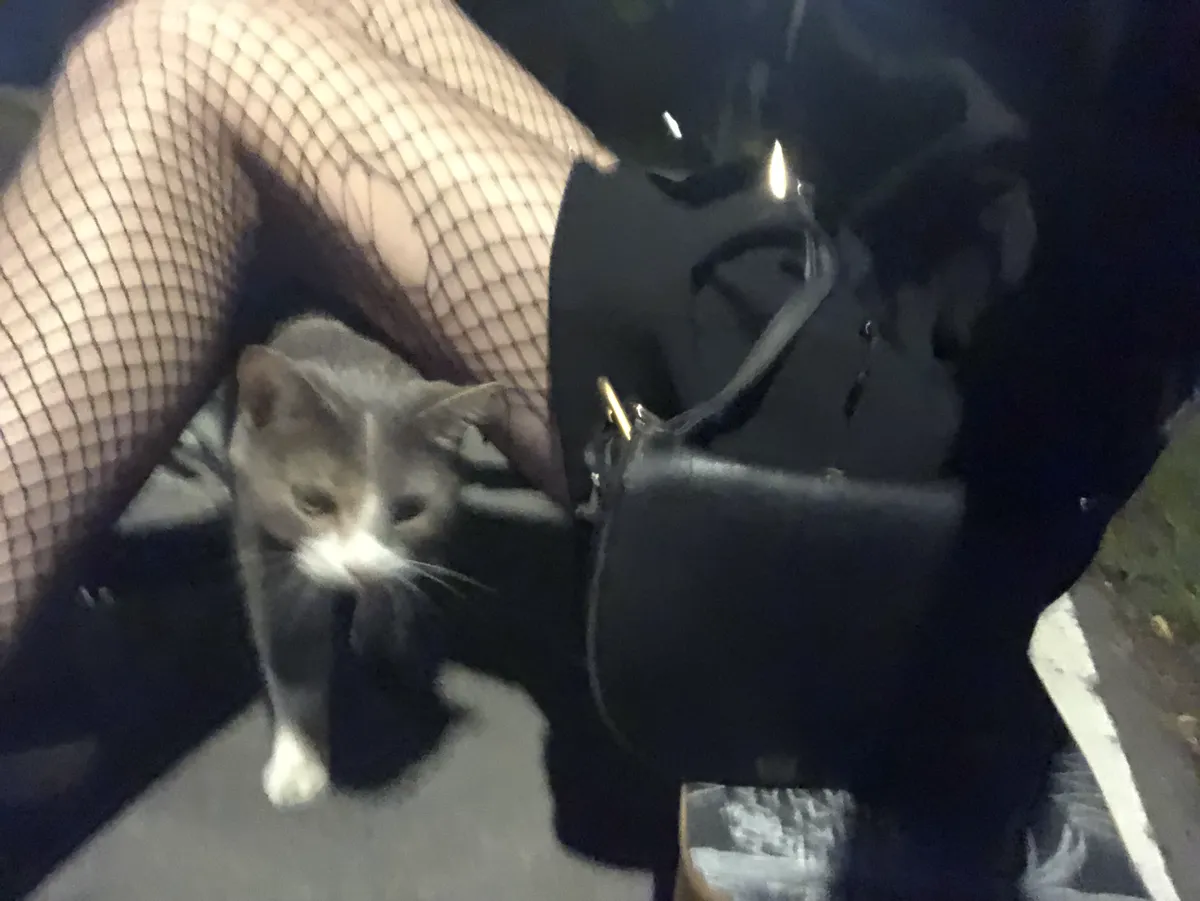 A grey and white cat walking through my legs while I sit on my skateboard.