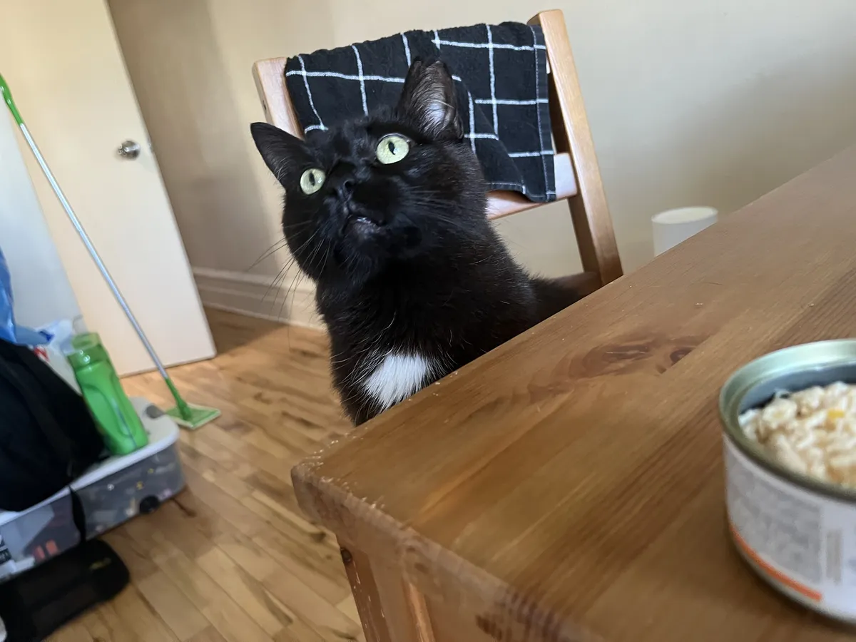 Pumpkin sitting at the table waiting for his wet food treat and looking up with his big saucer eyes