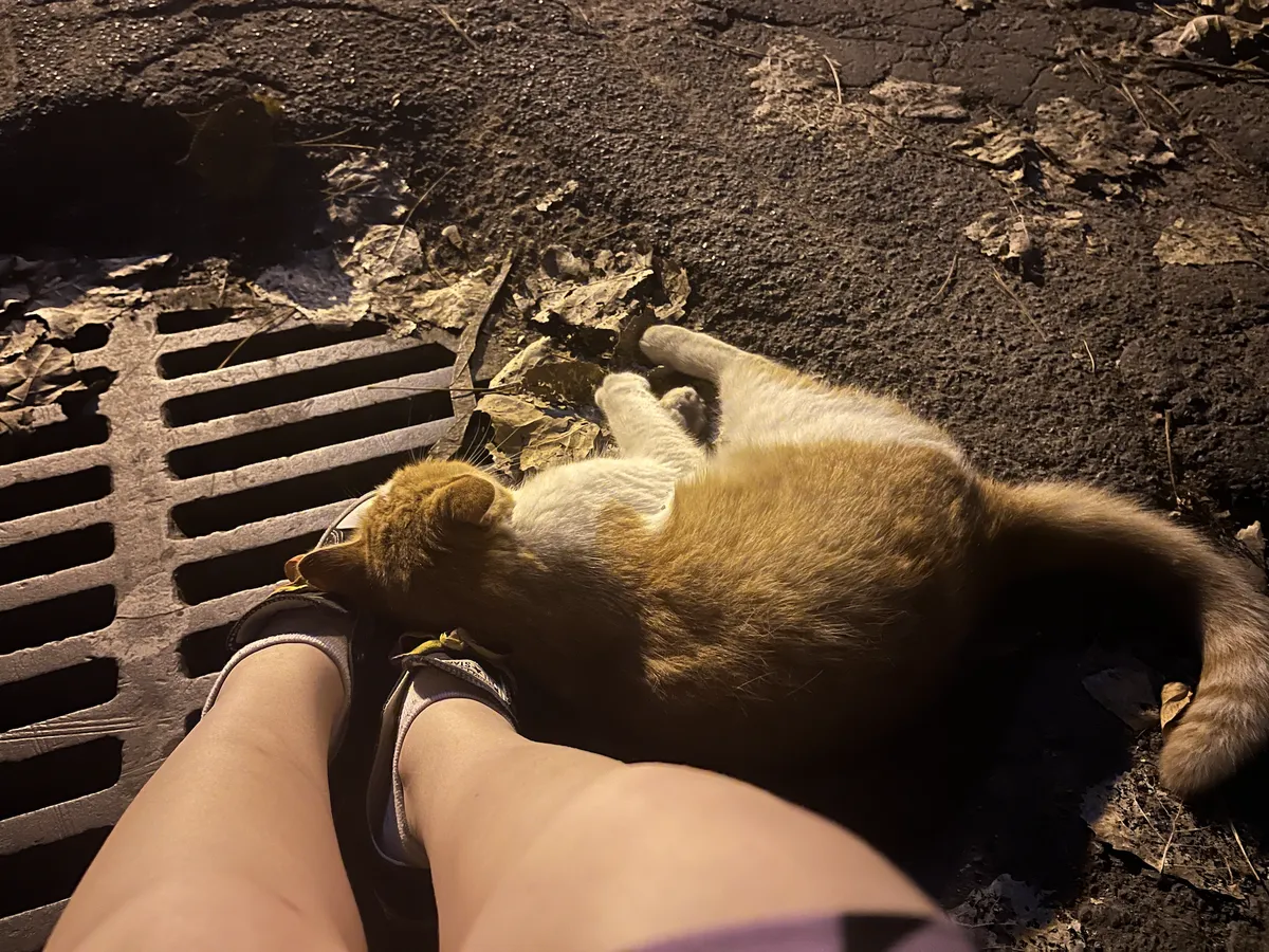 An orange and white cat curled up laying on his side resting his head on my shoes.