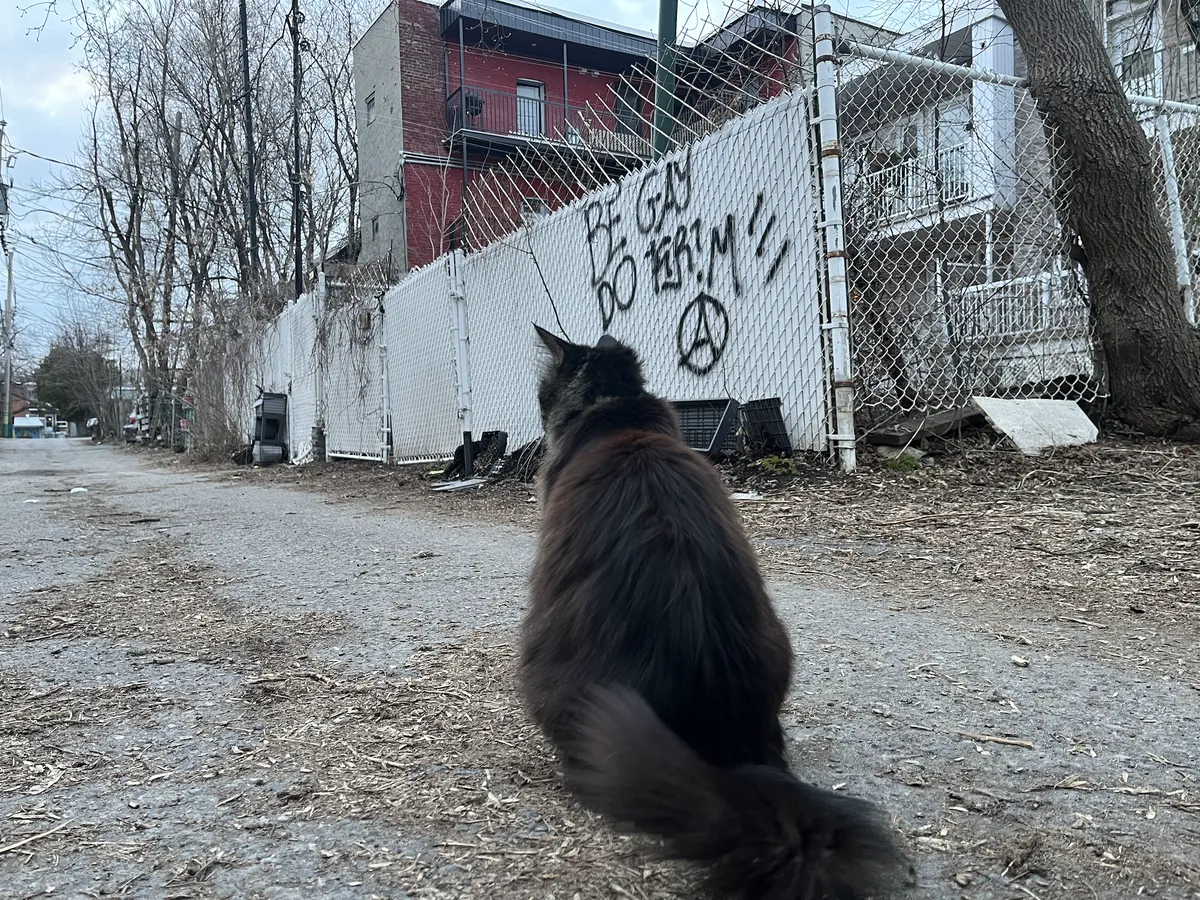 A fluffy grey cat sitting in an alleyway next to some graffiti that says "Be gay do kr!m" with the anarchism symbol underneath.