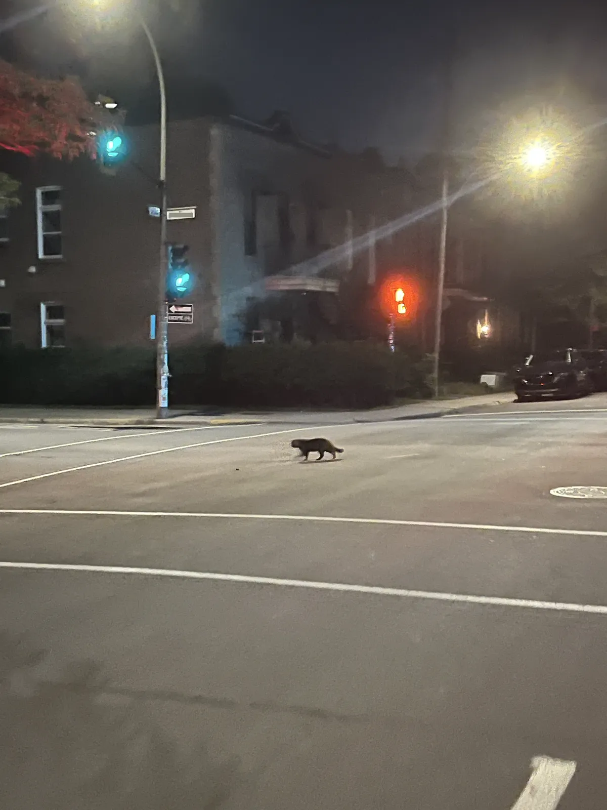 A dark grey brown cat walking diagonally through an intersection in the middle of the night.