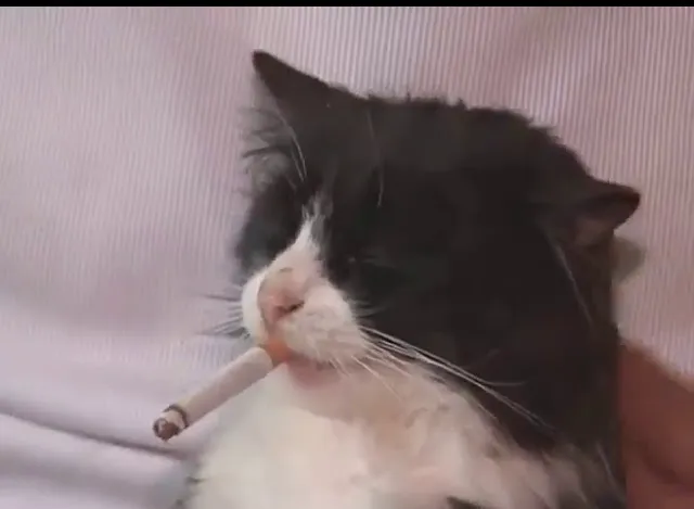 smoking cat