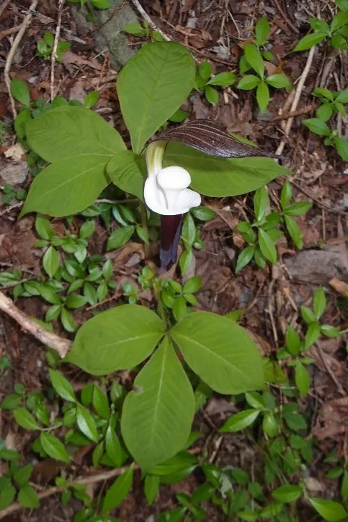 P5134852