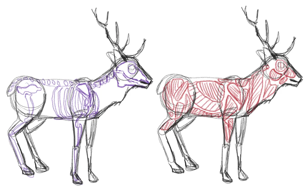 Deer-anatomy
