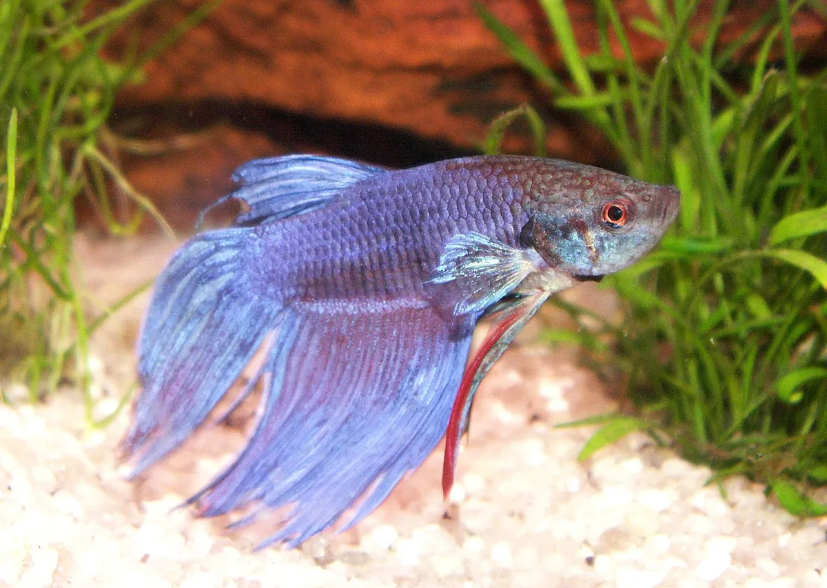 Kampffisch_betta_splendenscele4