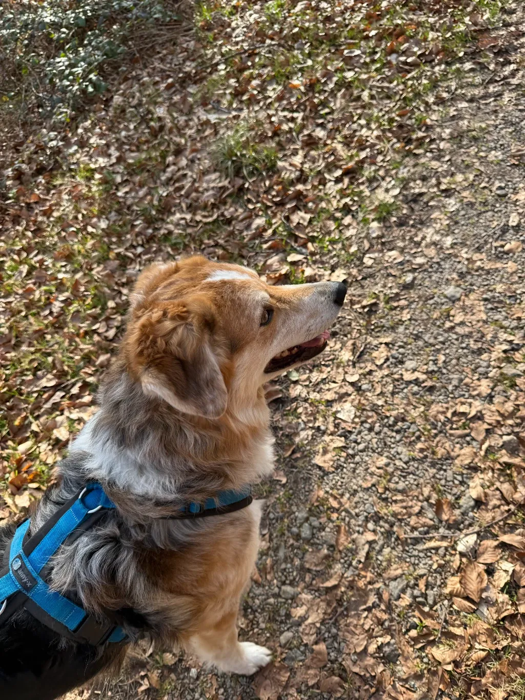 Samstagmittag mit dem Wolf