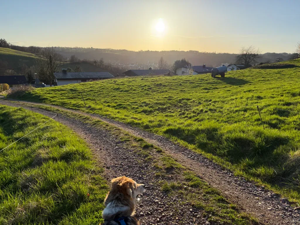 Nach Feierabend mit dem Wolf