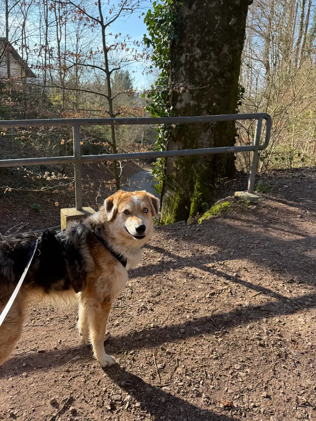 Der Morgen mit dem Wolf: Vor Arbeitsbeginn