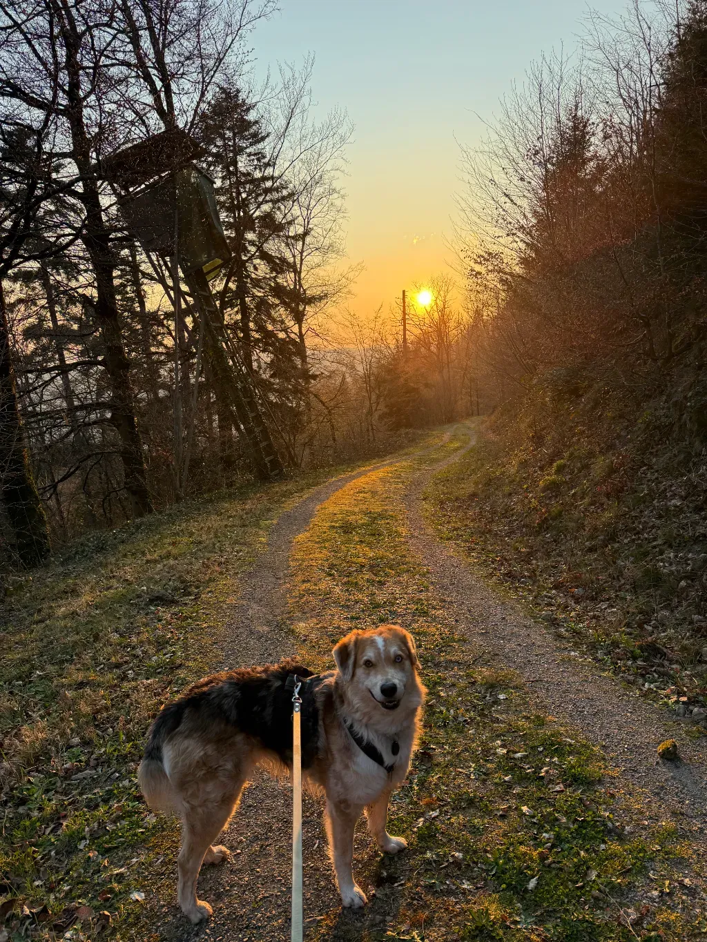 Nach Feierabend mit dem Wolf: Nochmal Sonne tanken