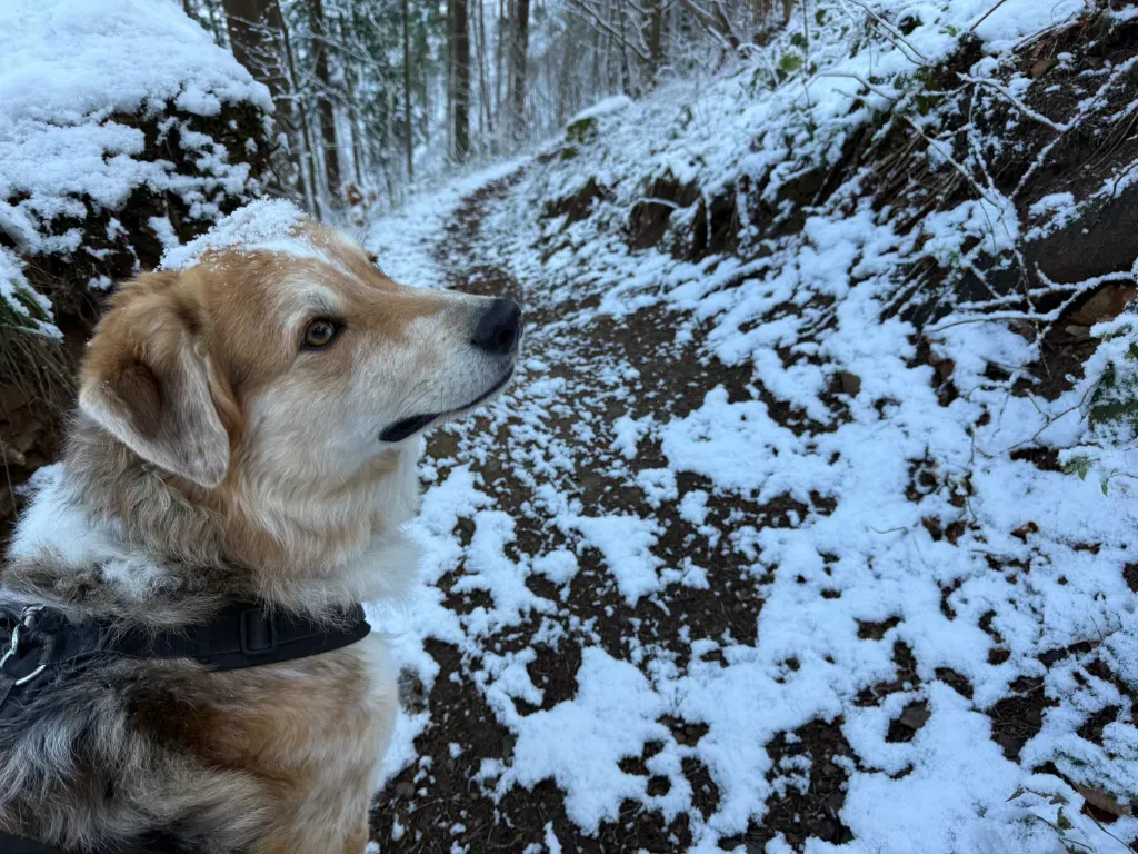 Der Morgen mit dem Wolf: Winter is back