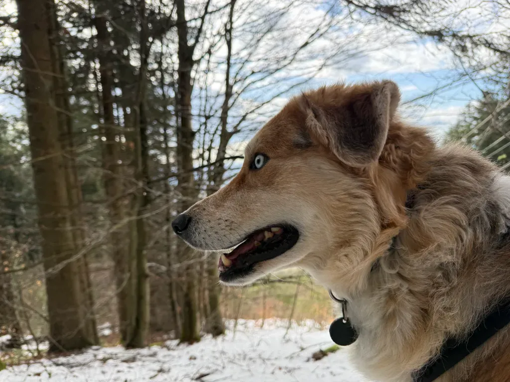 Sonntagmittag mit dem Wolf: Auf den Spuren der Hotzen