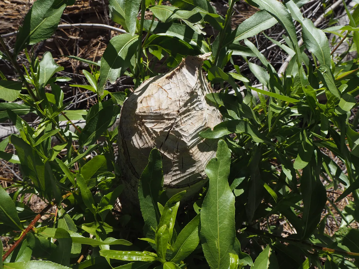 P5220216