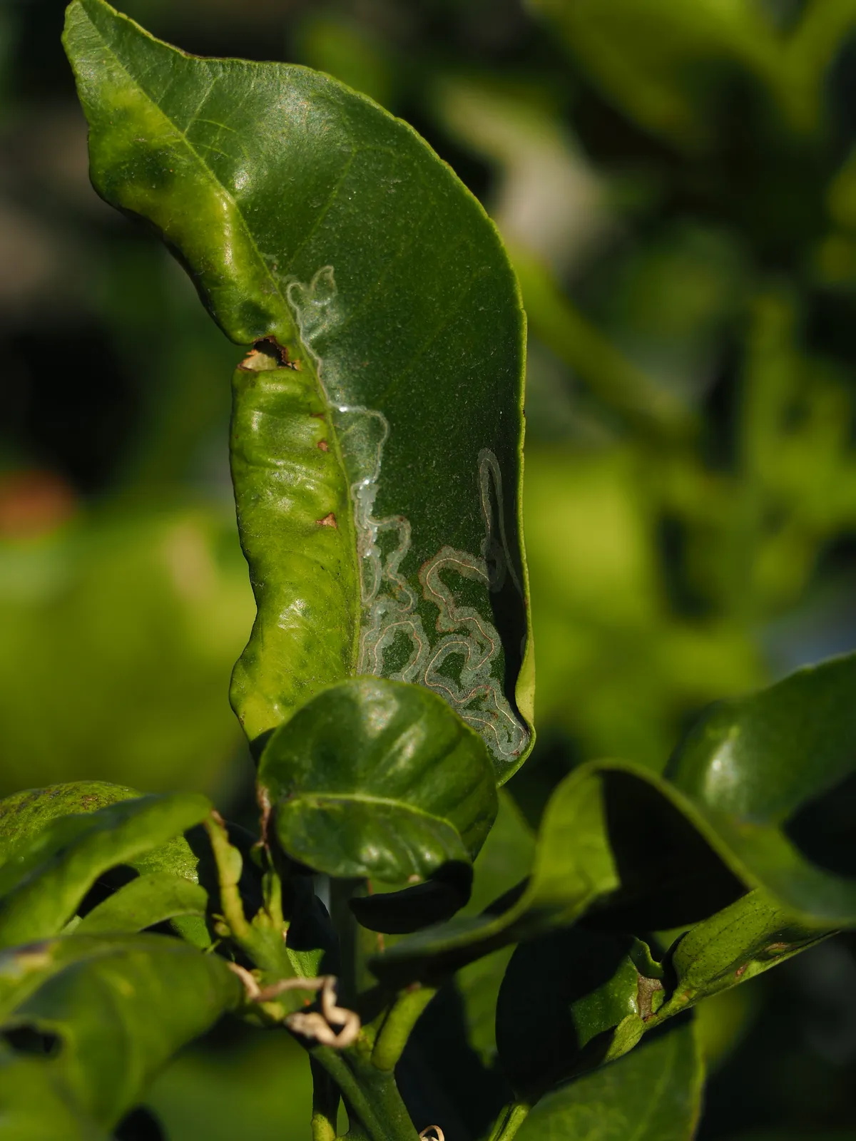 PA090087