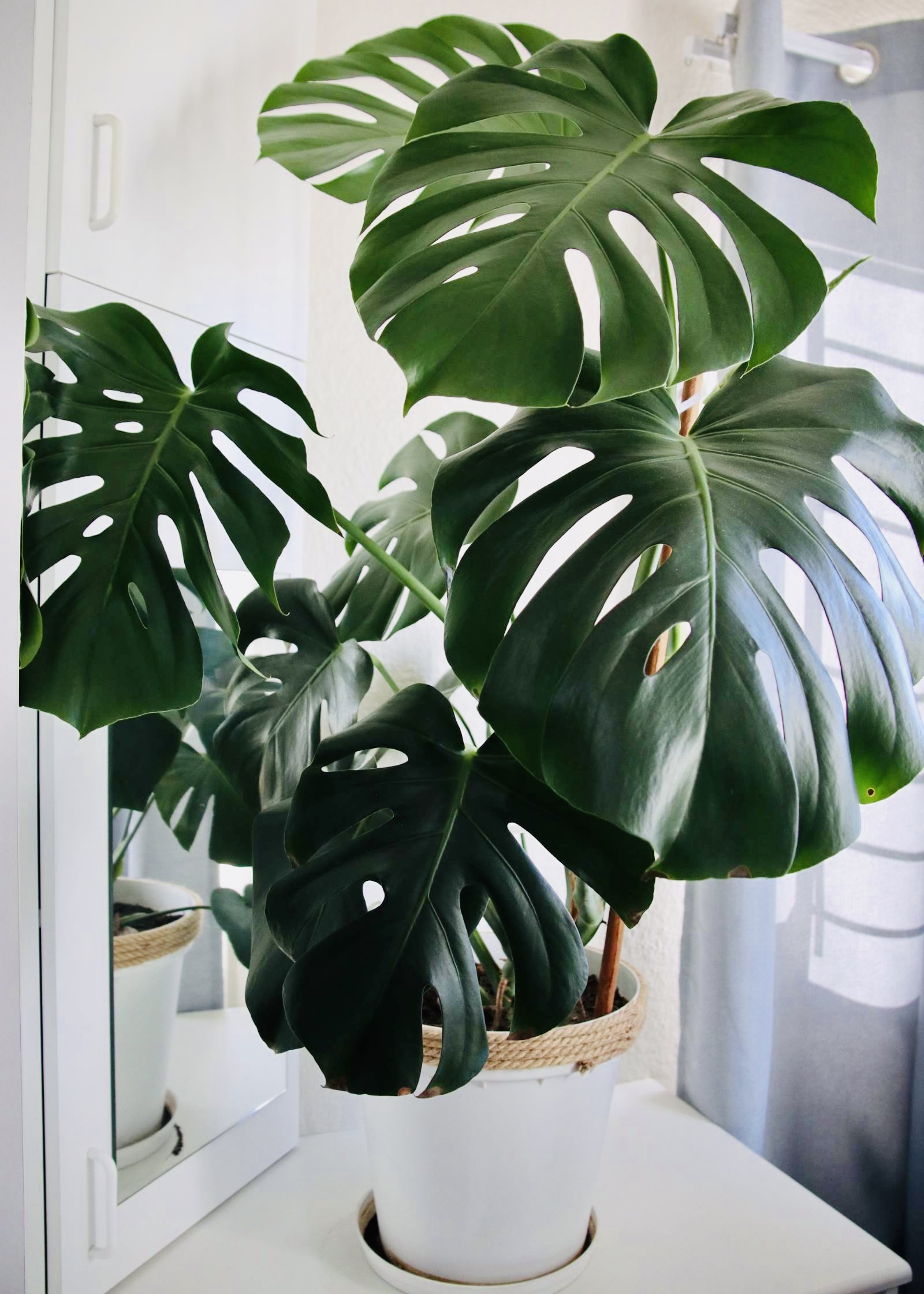 Monstera Deliciosa - July 2022