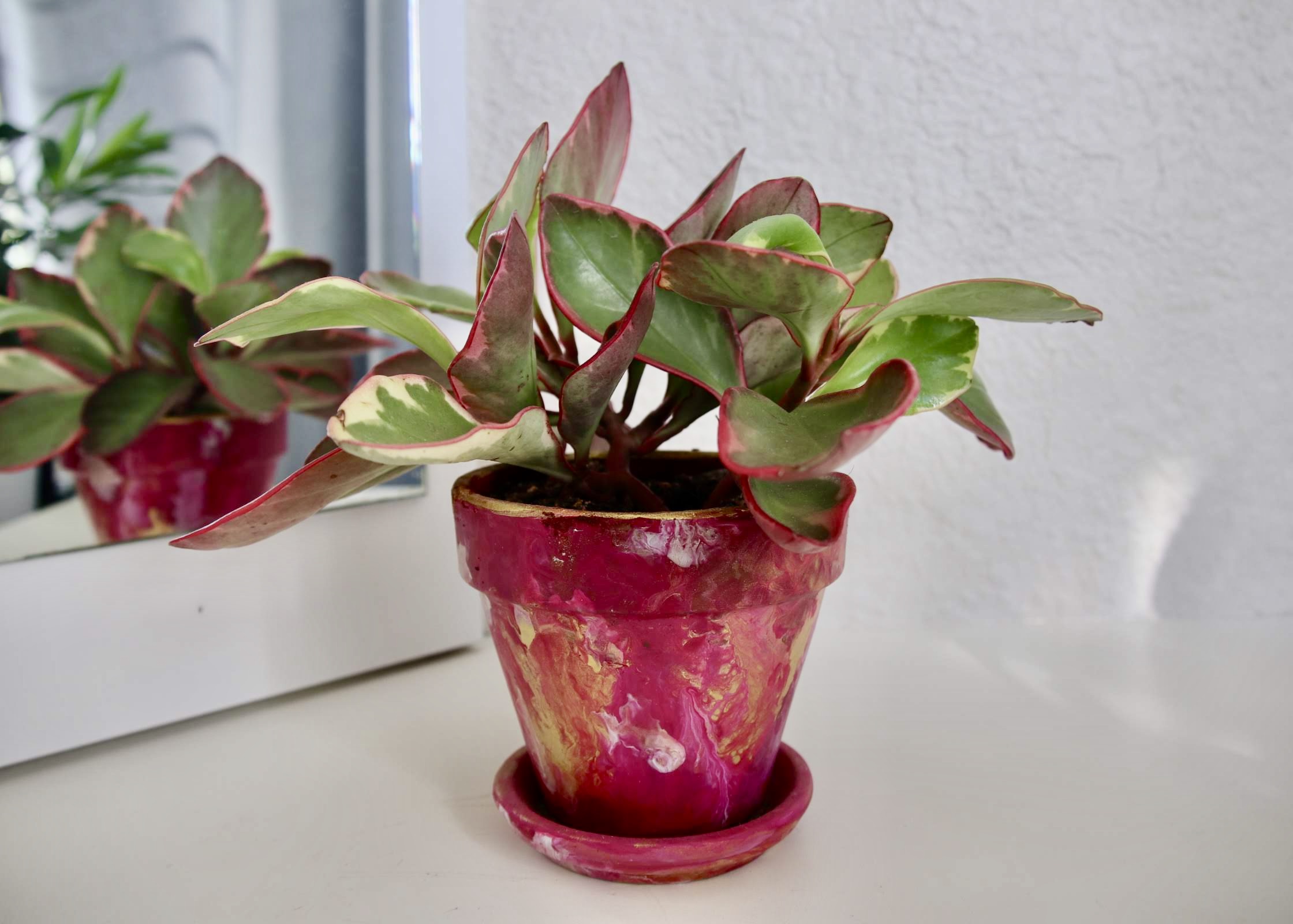 Peperomia Ginny - Jul 2022