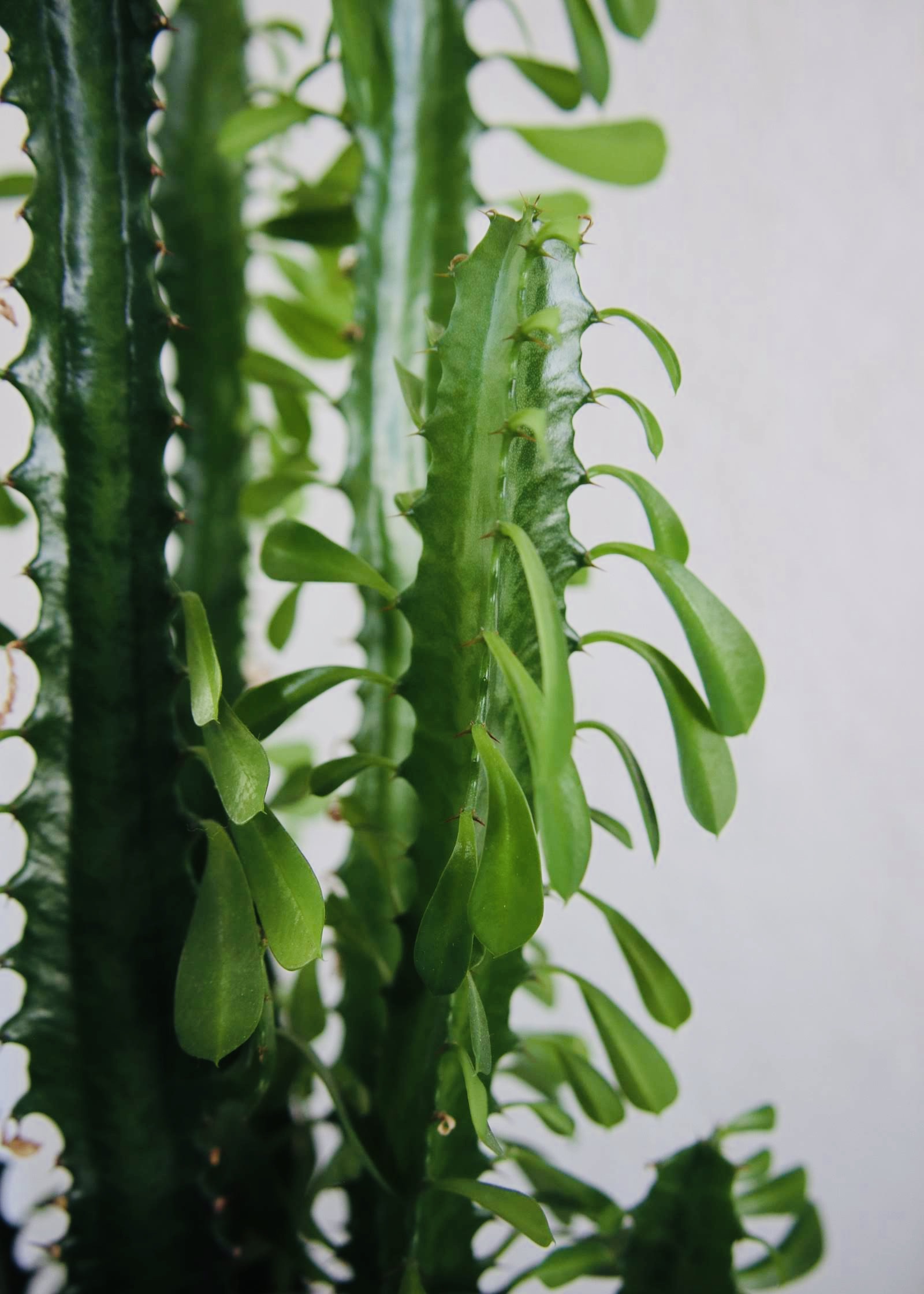 Euphorbia Closeup