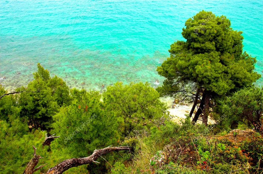 depositphotos_1380375-stock-photo-pine-trees-near-the-sea