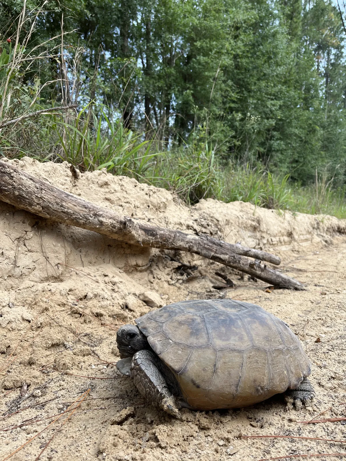 tortoise