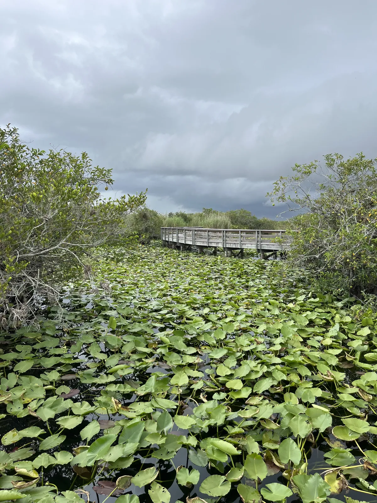 Everglades