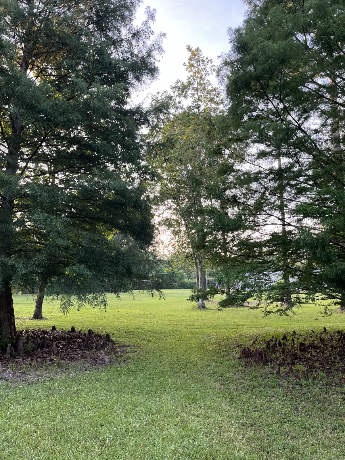 trees