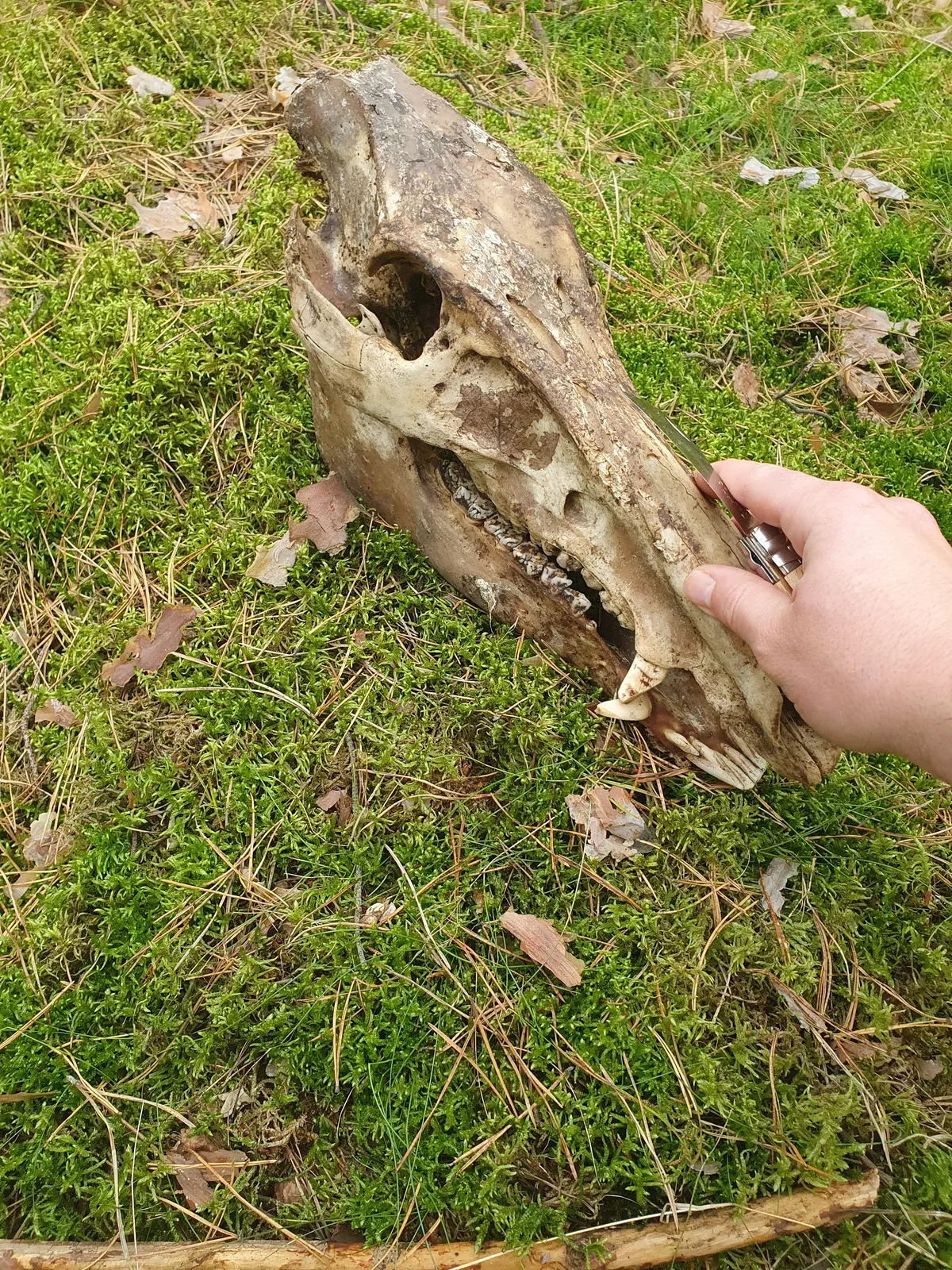 Komischer Pilz