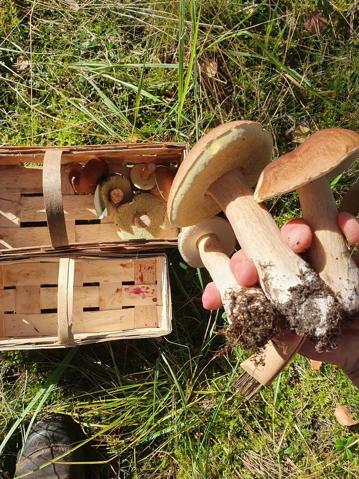 3 Fichtensteinpilze