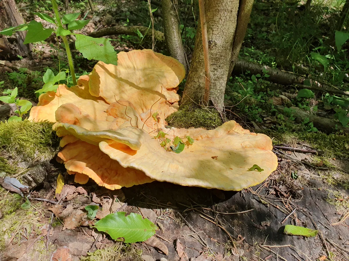 Schwefelporling (Chicken of the Woods)