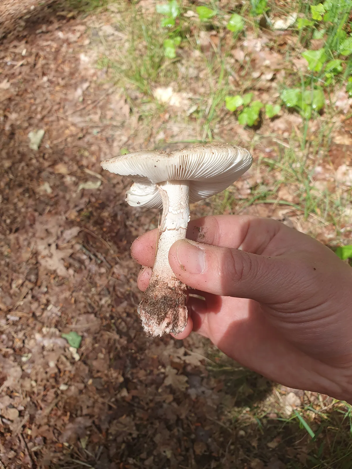 perle