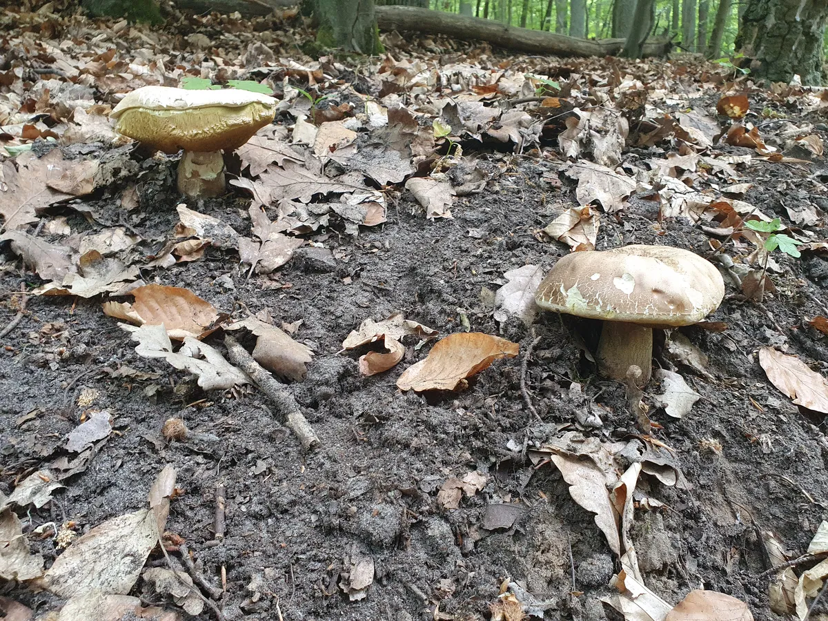 sommersteinis