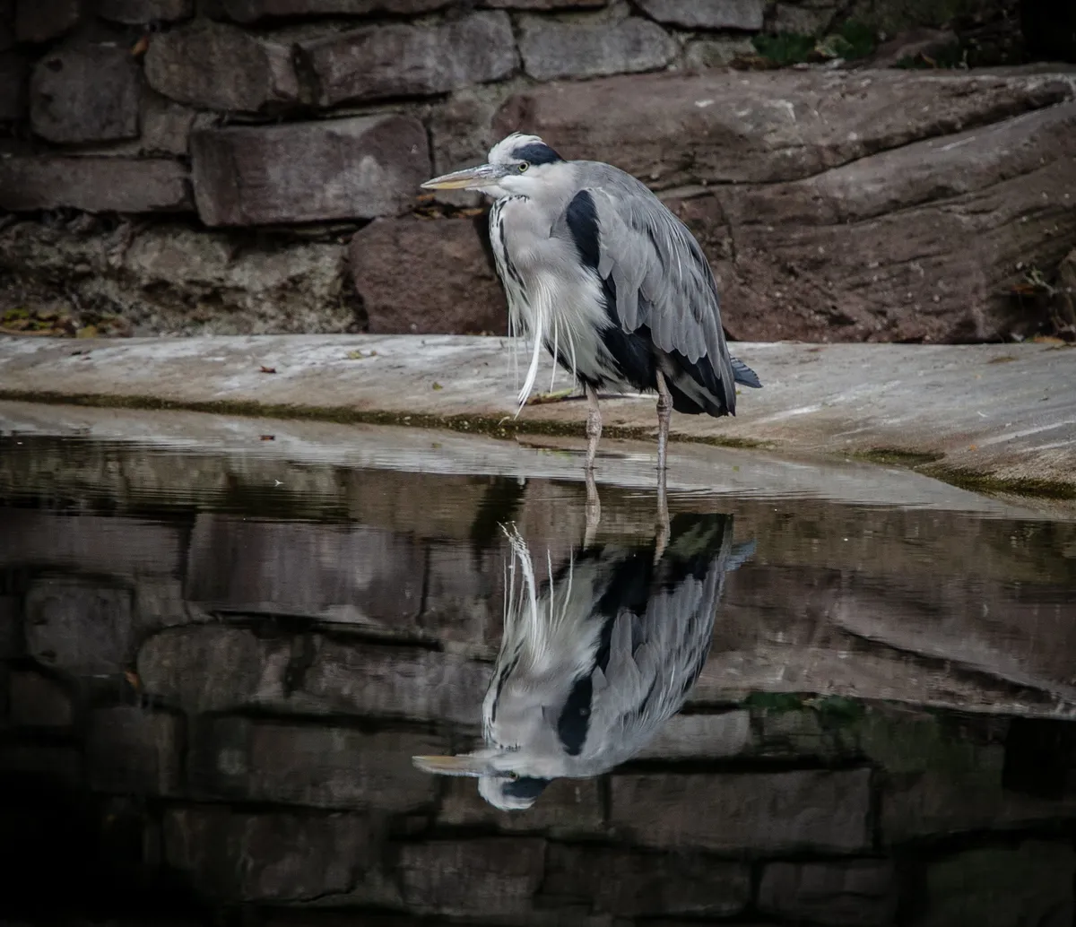 Heron via Unsplash