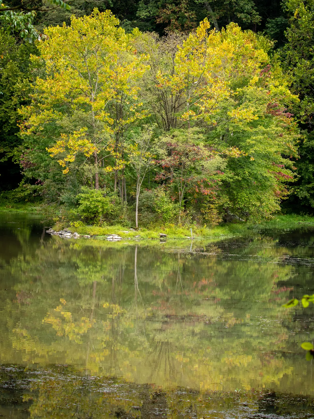 Trees on lake 2