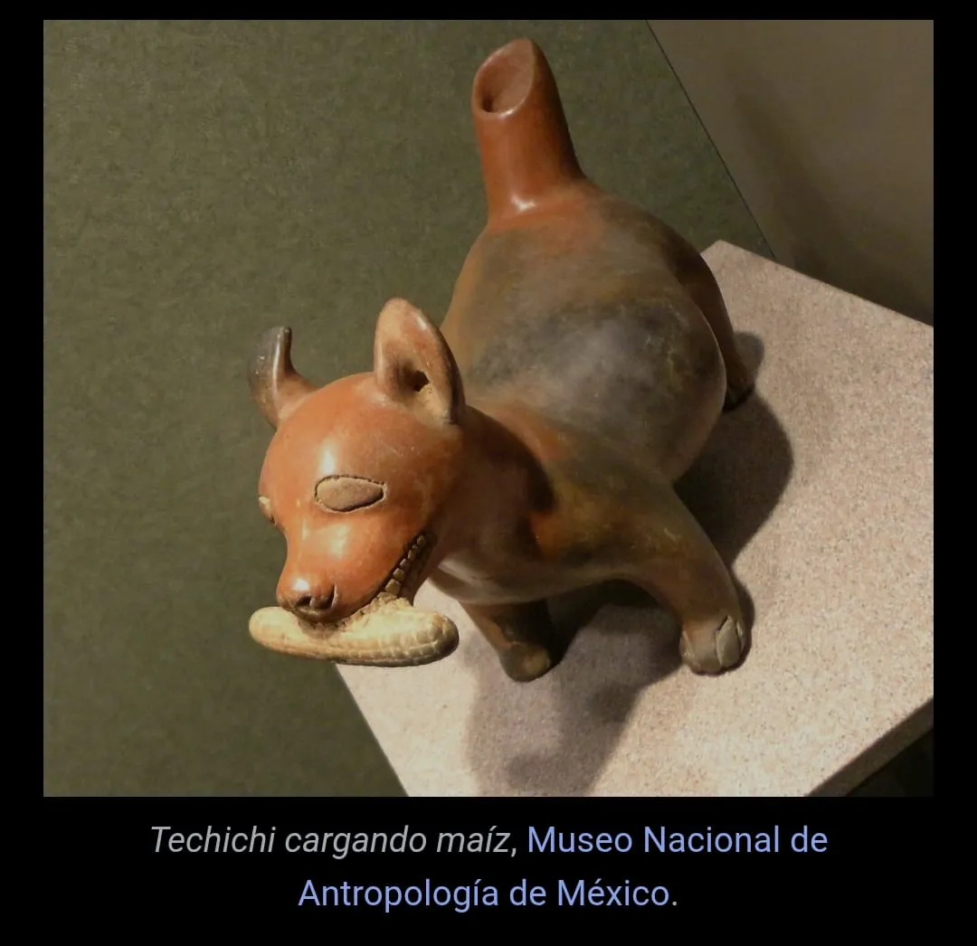 perrito