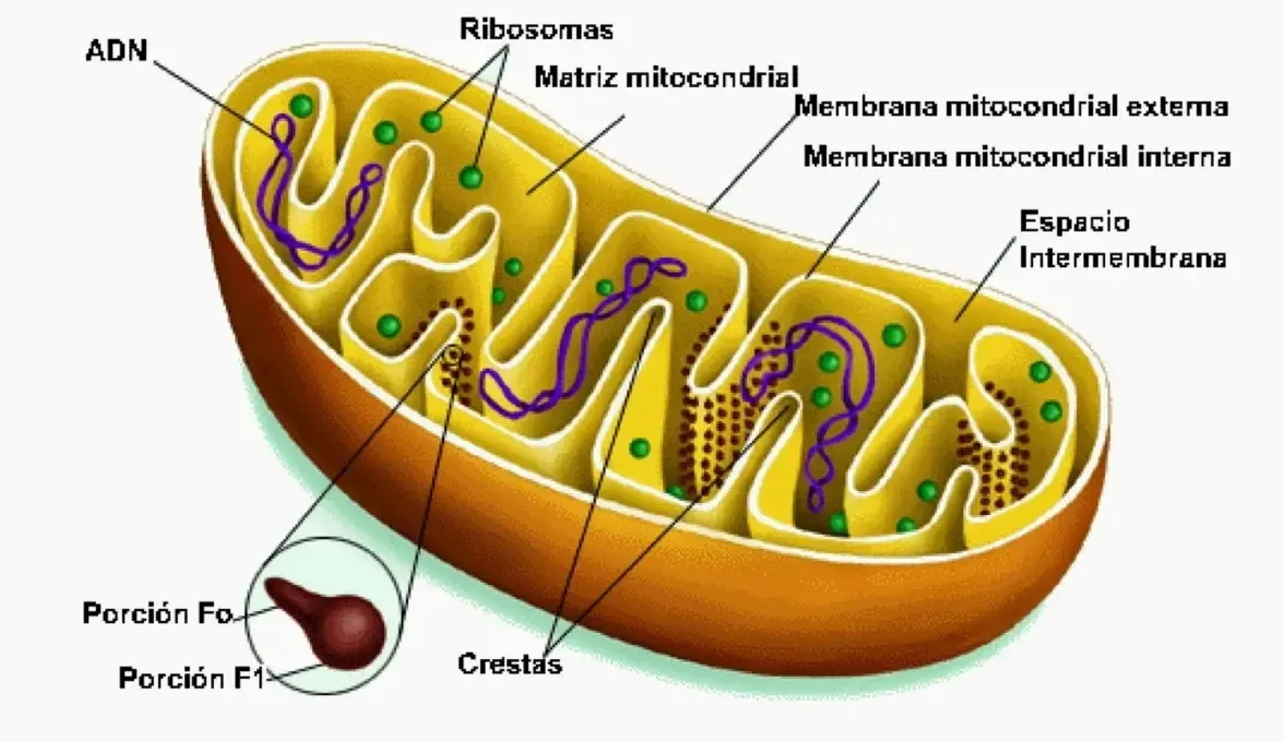 mitocondriaaasdwa