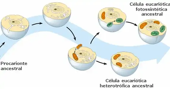 A Arte de Sair de Endosimbionte para Organela