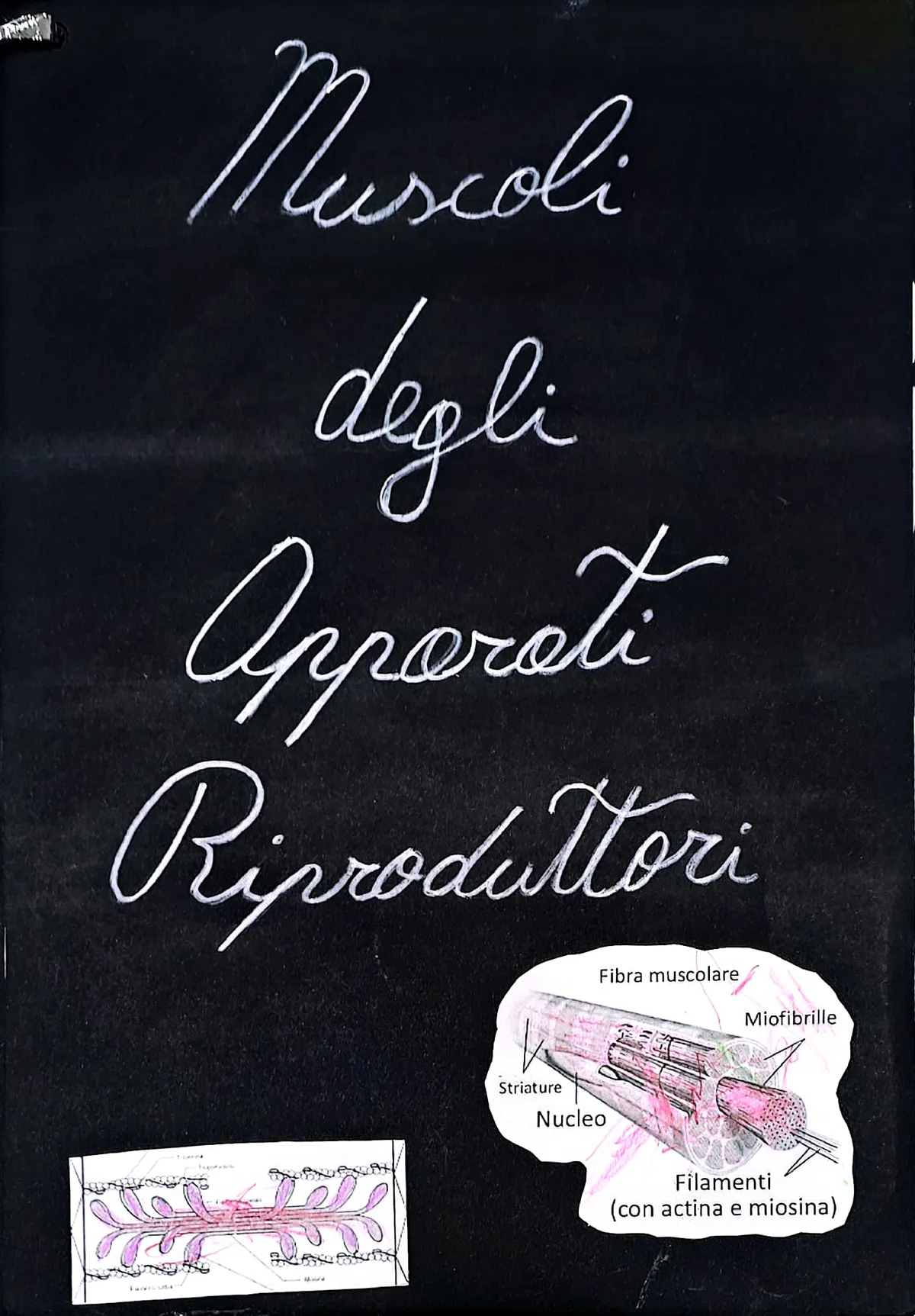 Muscoli dell'apparato riproduttore_1 (1)