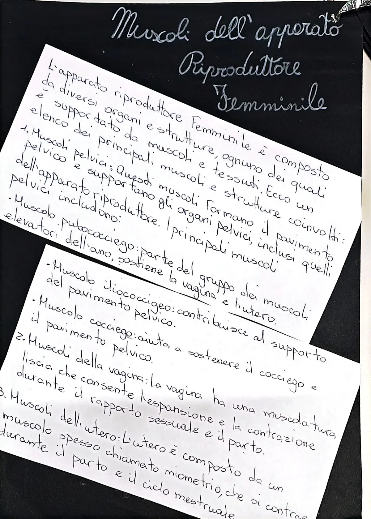 Muscoli dell'apparato riproduttore_2 (1)