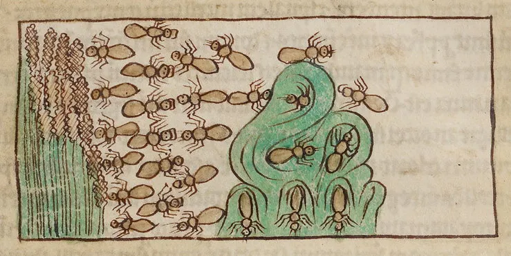 A swarm of ants approaching crops, illustrated in the Northumberland Bestiary, England, c.1250–1260.