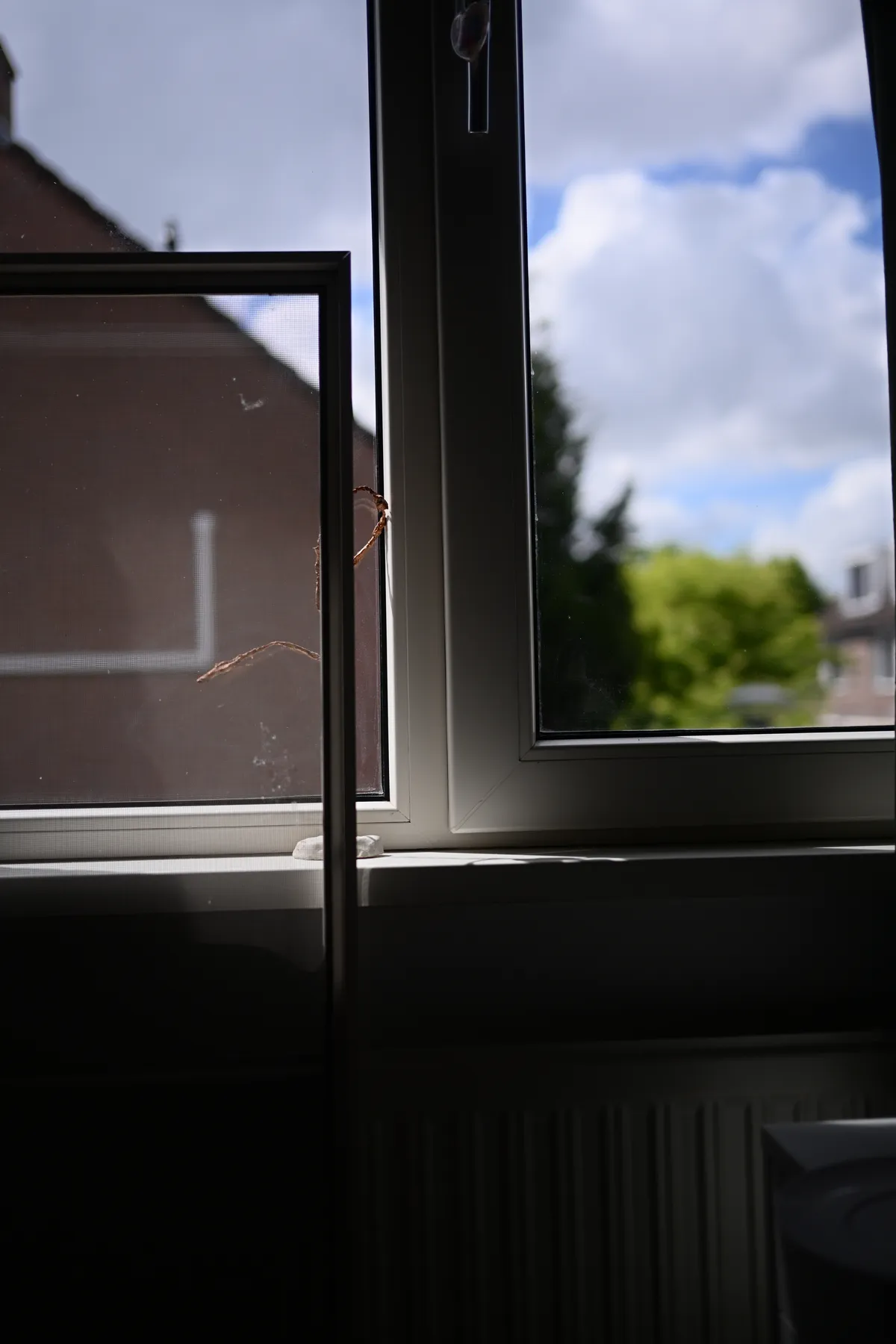 SJG_8741