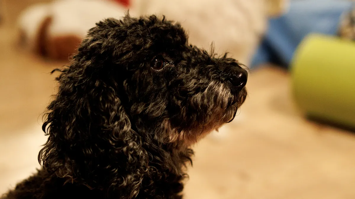 poodle lady Kishu