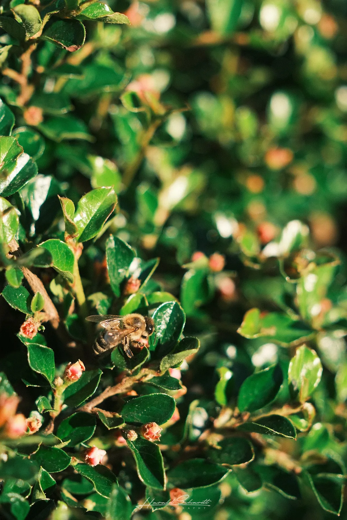 Same honeybee, slightly shifted, on a cotoneaster branch with small pink buds.