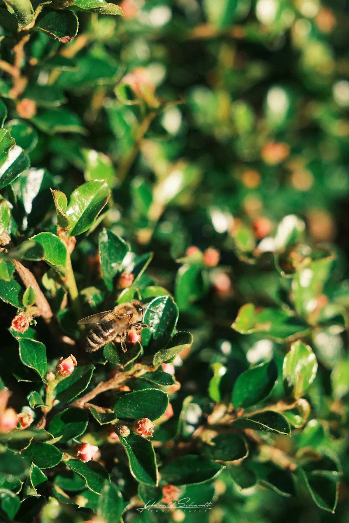 A honeybee on a cotoneaster shrub covered in small pink buds, warm sunlight, shallow depth of field.