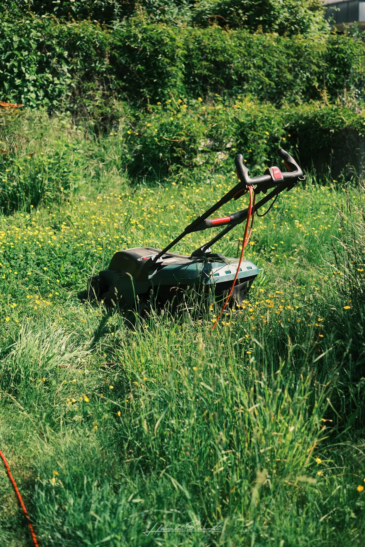An electric lawn mower sitting in an overgrown garden, surrounded by tall grass and wildflowers.