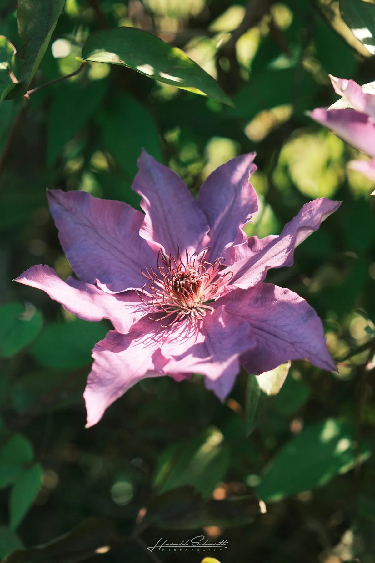 Close-up of a large purple clematis flower in dappled sunlight.