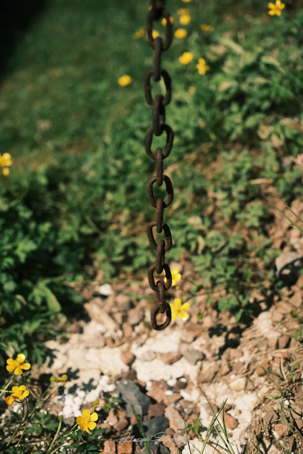A rusty chain hanging vertically, yellow flowers and gravel in the soft-focus background.